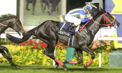 Shadow Gate took out the SIA Cup in 2007 at the age of five, but is not yet a spent force five years on.<br>Photo by Singapore Turf Club